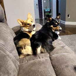 Pembroke Welsh Corgis from Cooper's Kennels