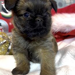 Rianna - Belge female Brussels Griffon puppy in Arizona from Melody Lane Brussels Griffons