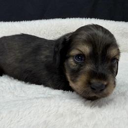 Ozzy - Cream male Dachshund puppy in Pulaski, Tennessee from Billboard Doxies