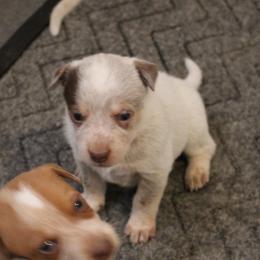 Maggie - Red speckled female Australian Cattle Dog puppy in Casa Grande, Arizona from Sonoran Dogz