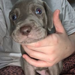 Weimaraner Puppies from Palmetto State Weimaraners