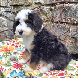 White Boy - Tri-color male Bernedoodle puppy in Taft, Tennessee from McGraw's Fetching Pups