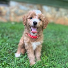 Stefan - Apricot male Goldendoodle puppy in Taylorsville, North Carolina from Heartfelt Doodles