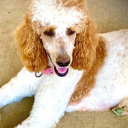 Poodles from Puppy Palace Paw’s