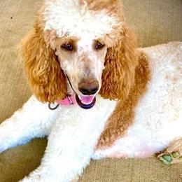 Poodles from Puppy Palace Paw’s