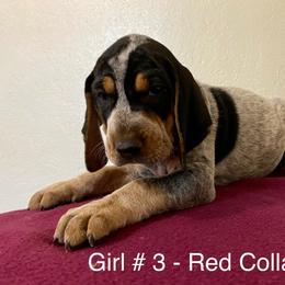 Girl 3 - Blue ticked and tan Bluetick Coonhound puppy in Oroville, California from Sinha Bluetick Coonhounds