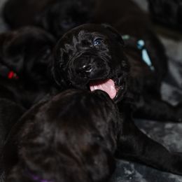 Cane Corso Puppies from Family Corso Kennels