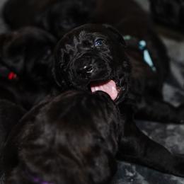 Cane Corso Puppies from Family Corso Kennels