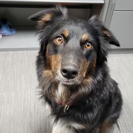 Dusty - Australian Shepherd