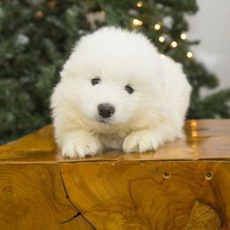 Samoyed Puppies from Desert Snow Samoyeds