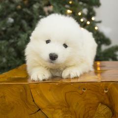 Samoyed Puppies from Desert Snow Samoyeds