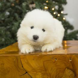 Samoyed Puppies from Desert Snow Samoyeds