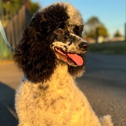 Sebastian - Poodle