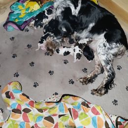 English Springer Spaniel Puppies from Sterling's springer Haven