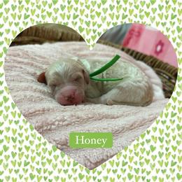 Honey - Parti female Poodle puppy in Conway, Arkansas from Arkansas River Poodles