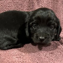 Eleanor - Black female Dachshund puppy in Little Rock, Arkansas from Divine Doxies