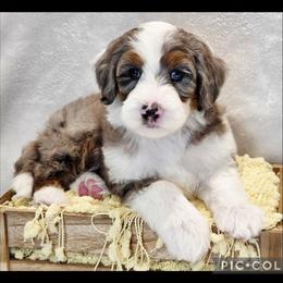 Sunflower - Blue merle and white male Sheepadoodle puppy in Roseburg, Oregon from Lookingglass Doodles
