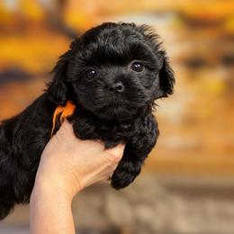 Russian Tsvetnaya Bolonka puppies from BlackberryBRT