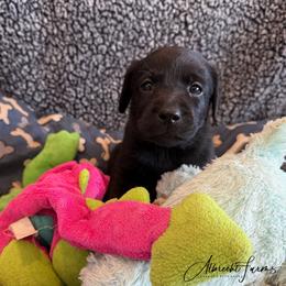 Purple Girl - Black female Labrador Retriever puppy in Colorado from Albrecht Farms Labrador Retrievers