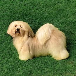 Boo - Havanese