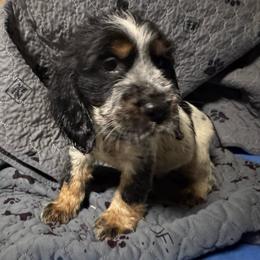 Luca - Black white and tan male English Springer Spaniel puppy in Coeur D'alene, Idaho from Springer Hollow