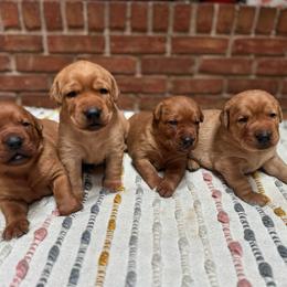 Male 2 - Yellow male Labrador Retriever puppy in Wardensville, West Virginia from Sager’s Labrador Puppies
