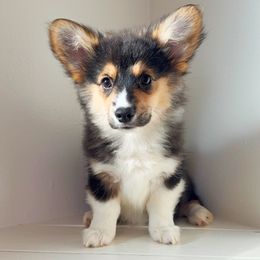 Stevie - Black and tan female Pembroke Welsh Corgi puppy in Chubbuck, Idaho from Sunny J Corgis and Mini Americans