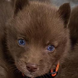 Copper - Red and white male Siberian Husky puppy in Richland, Mississippi from Feazell’s Siberian Huskies