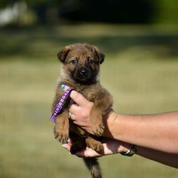 Purple - Sable female German Shepherd puppy in Cherryville, North Carolina from Masky Kennel