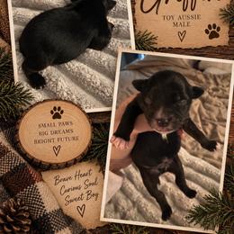 Griffin - Black male Toy Australian Shepherd puppy in Fairview, Tennessee from Hoffman Forest Acres LLC