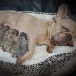 French Bulldogs from Smitten Mitten Frenchies