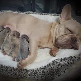 French Bulldogs from Smitten Mitten Frenchies