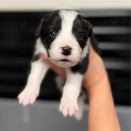 Mayhem - Black and white female Border Collie puppy in Kalispell, Montana from North Fork Border Collies