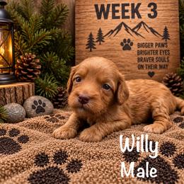 Willy - Red male Australian Labradoodle puppy in Eastover, North Carolina from Joyful Hearts Australian Labradoodles