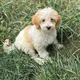 Zircon - Cream female Labradoodle puppy in Somerset, California from Annie’s Animals