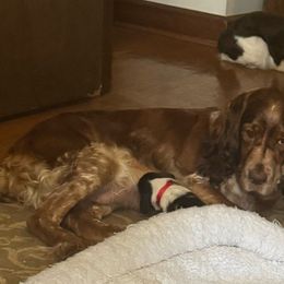 Camellia - Liver white and tan English Springer Spaniel puppy in Statesville, North Carolina from Rockin’ Slow Farms