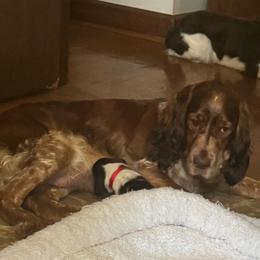 Camellia - Liver white and tan English Springer Spaniel puppy in Statesville, North Carolina from Rockin’ Slow Farms