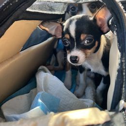 Chihuahua Puppies from Chihuahua Mama