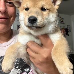 Momo- peach maroon collar - Red female Shiba Inu puppy in Lehigh Acres, Florida from SWFL Happy Dogs