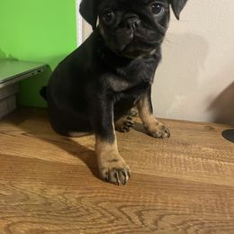 Oreo - Black male Pug puppy in Onalaska, Washington from Cupid’s Pugs
