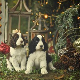 English Springer Spaniel Puppies from Chivalry English Springer Spaniels