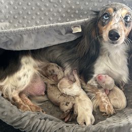 Dachshund puppies from SnortVille Frenchies & CreekSide Mini Doxies