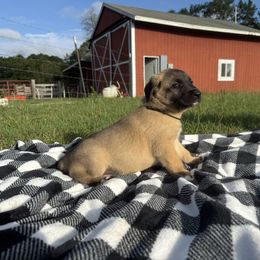 Douglas - Fawn male Anatolian Shepherd Dog puppy in Starr, South Carolina from Home with Havanese