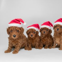 Poodle puppies from Miami Toy Poodles