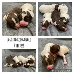 Lagotto Romagnolo Puppies from Riverside Lagottos