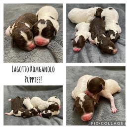 Lagotto Romagnolo Puppies from Riverside Lagottos