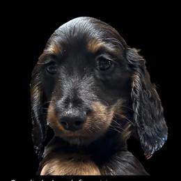 Baby boy - Black and tan male Dachshund puppy in Franklinton, North Carolina from Wildwynn Dachshunds