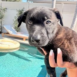 Cutie - Gold brindle female Dutch Shepherd puppy in Sherman Oaks, California from Elite K9 Group
