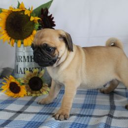 Anson - Fawn male Pug puppy in Morton, Illinois from Dream on puppies