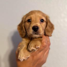 Graham - Red male Dachshund puppy in Ripon, California from Ripon Dachshunds